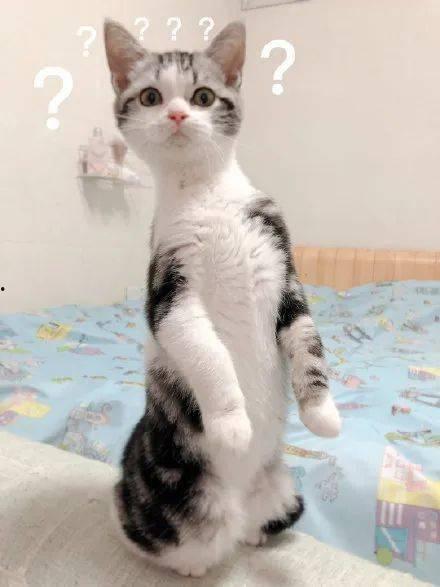 娱乐圈吃瓜猫是谁啊